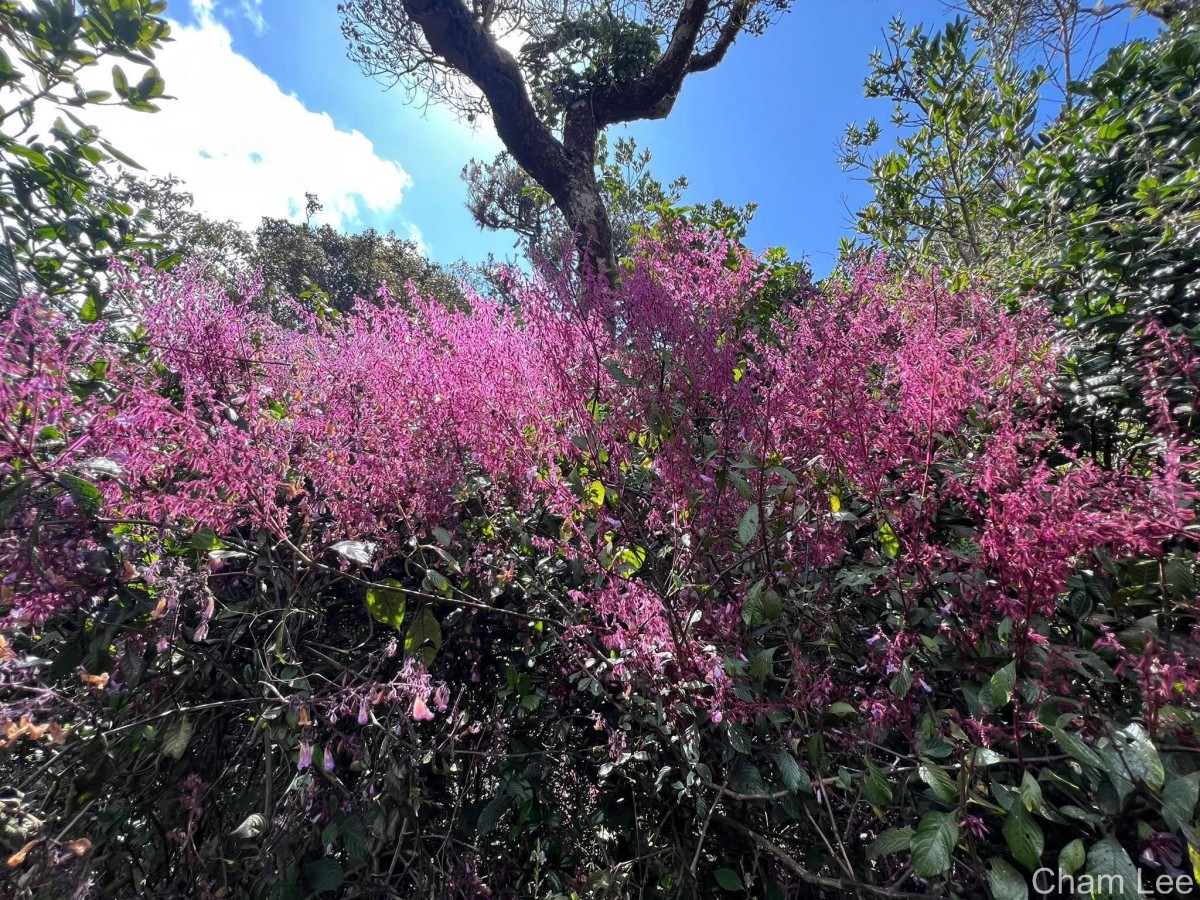 Strobilanthes pulcherrima T.Anderson